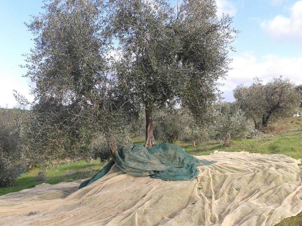 Agriturismo Santa Chiara Pomarance Eksteriør billede
