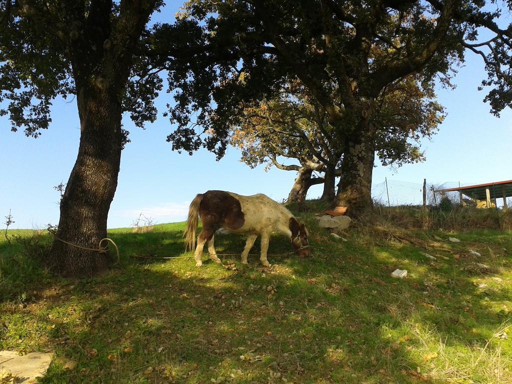 Agriturismo Santa Chiara Pomarance Eksteriør billede