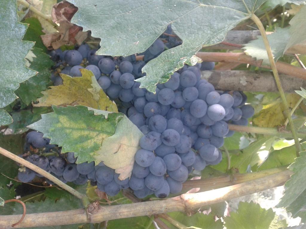 Agriturismo Santa Chiara Pomarance Eksteriør billede