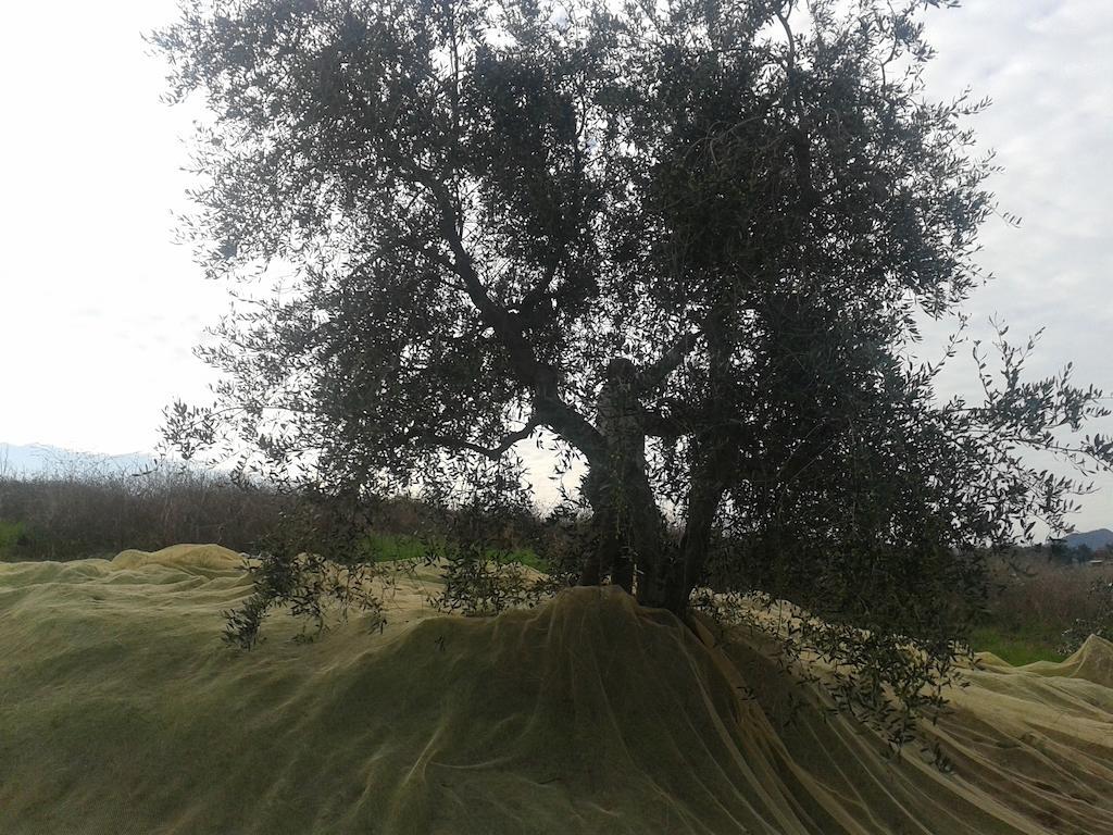 Agriturismo Santa Chiara Pomarance Eksteriør billede
